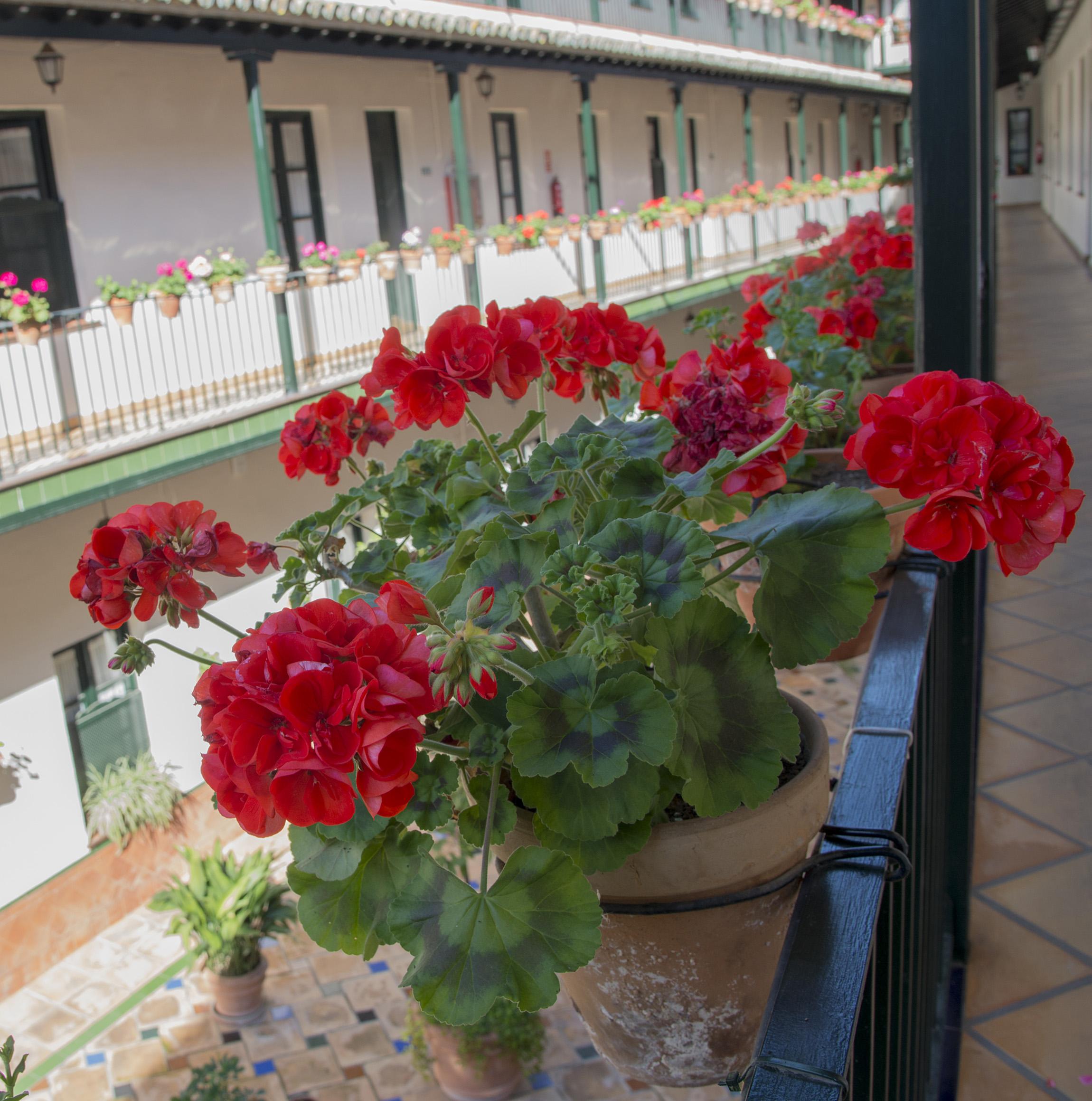 Corral De Los Chicharos Sevilla Dış mekan fotoğraf
